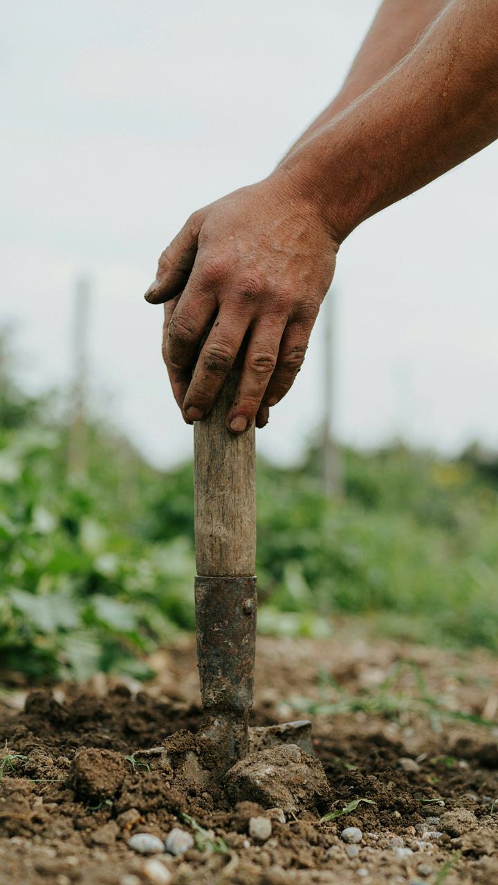 A person's dirty hands hold a shovel after moving a rock.
