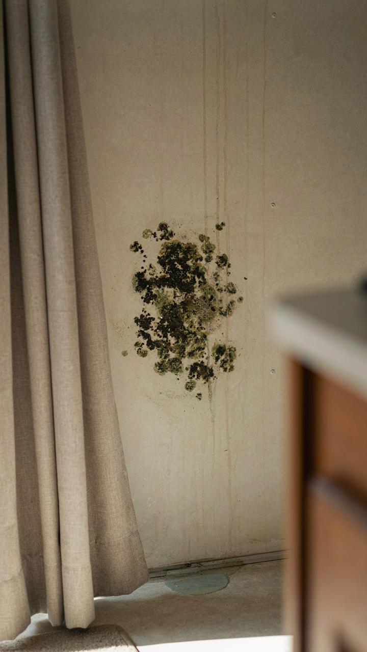 A patch of mold grows on an RV wall behind a curtain.