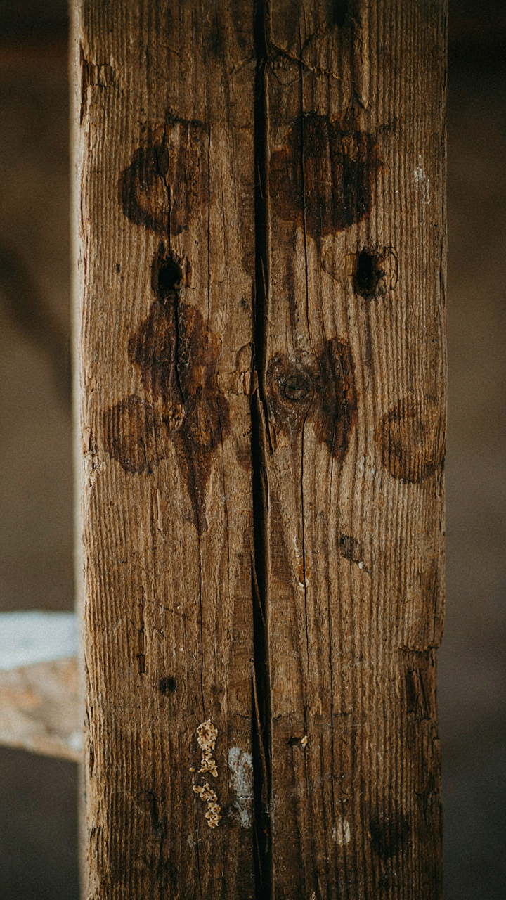 Dark, damp rot spreads along a wooden beam in an old structure.