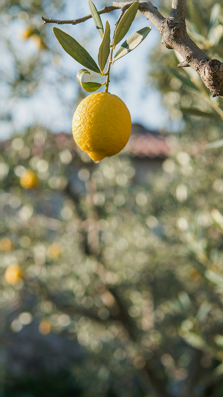 A single ripe lemon on a branch in a sun-drenched Mediterranean olive grove.