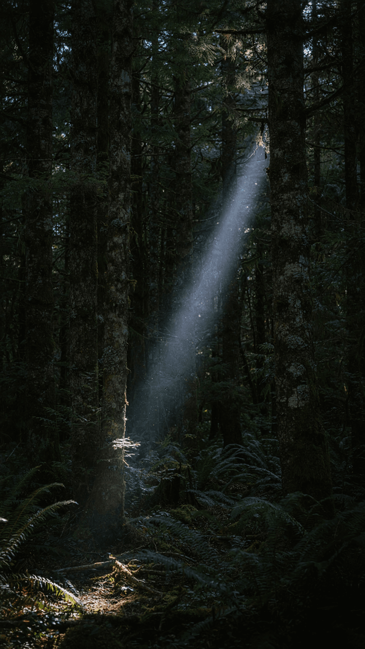 A dark forest at night has only small beams of moonlight.