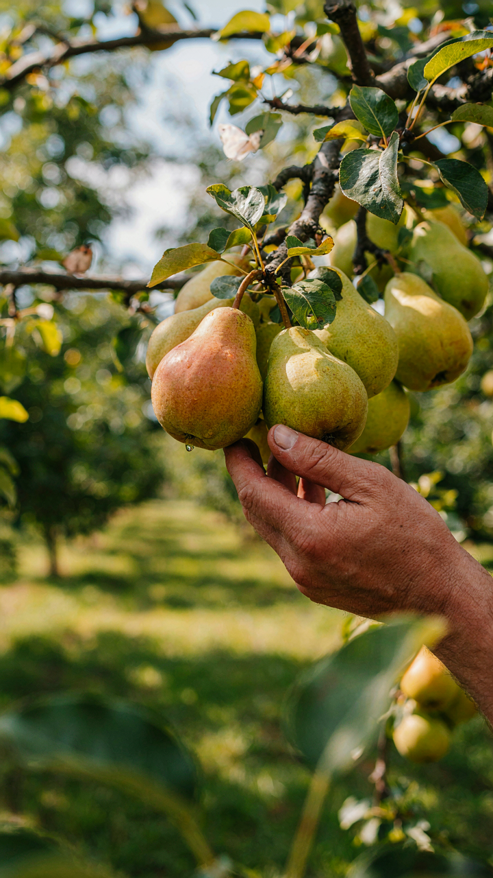 A hand picks a ripe pear from a fruit tree in a sunny orchard.