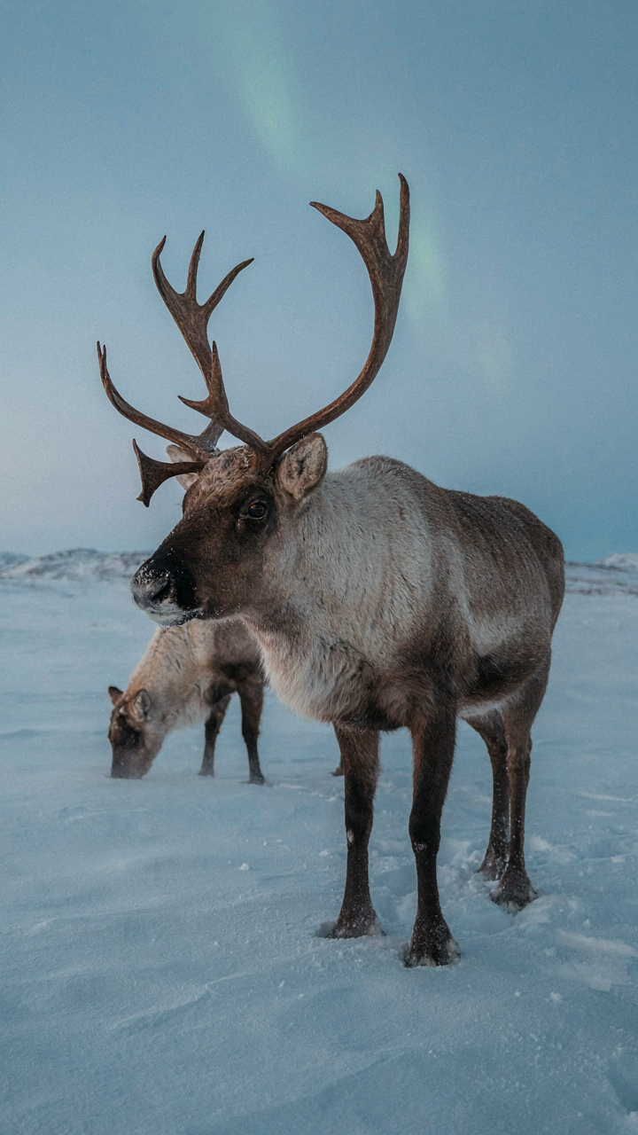 A caribou stands in the snow.
