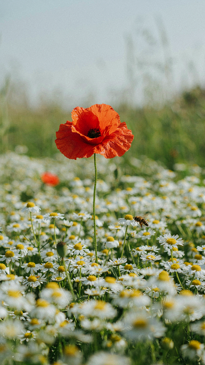 A bright red poppy stands out among white daisies.