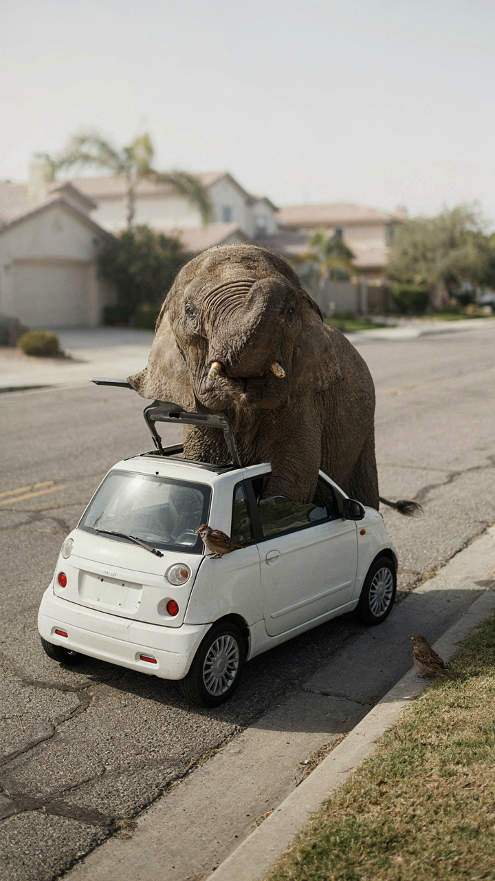 An elephant tries to squeeze into a very small compact car.