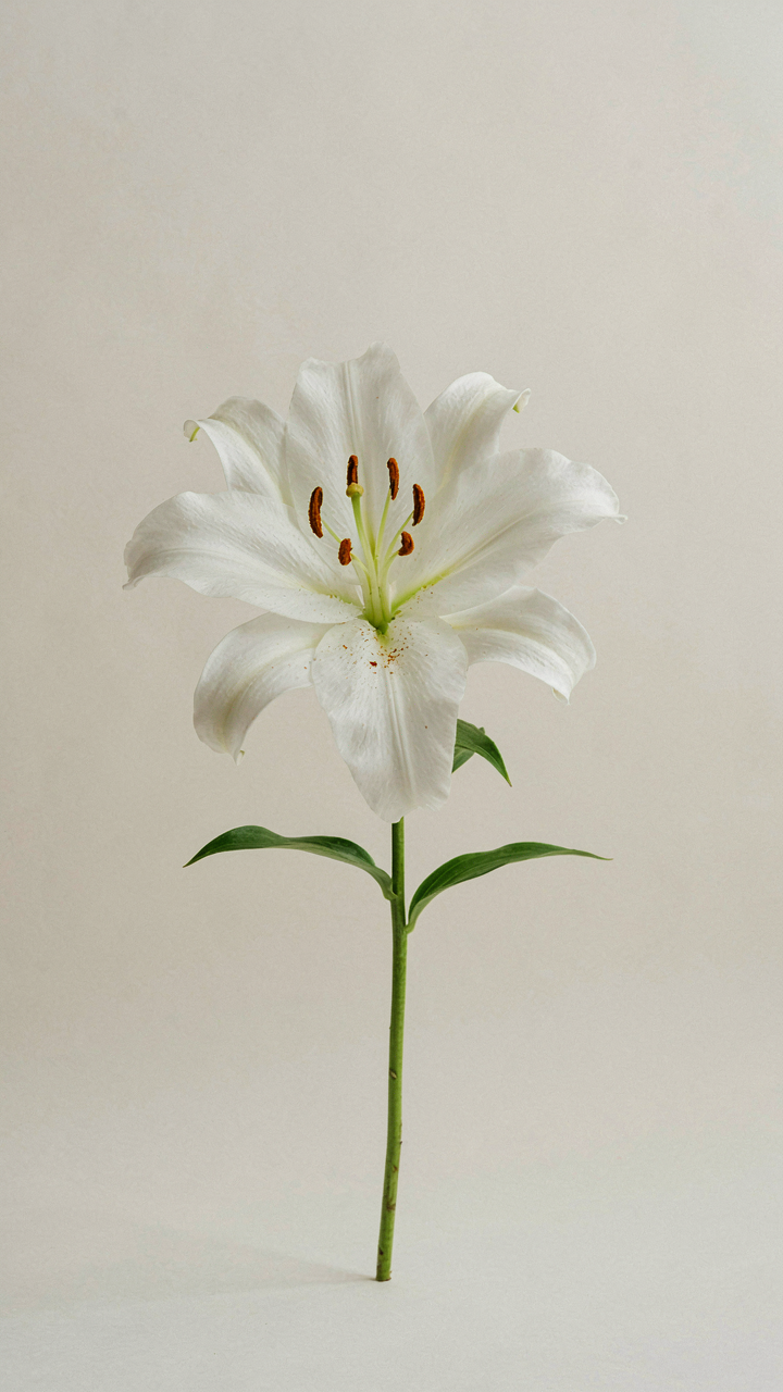 A single white lily stands against a neutral background.