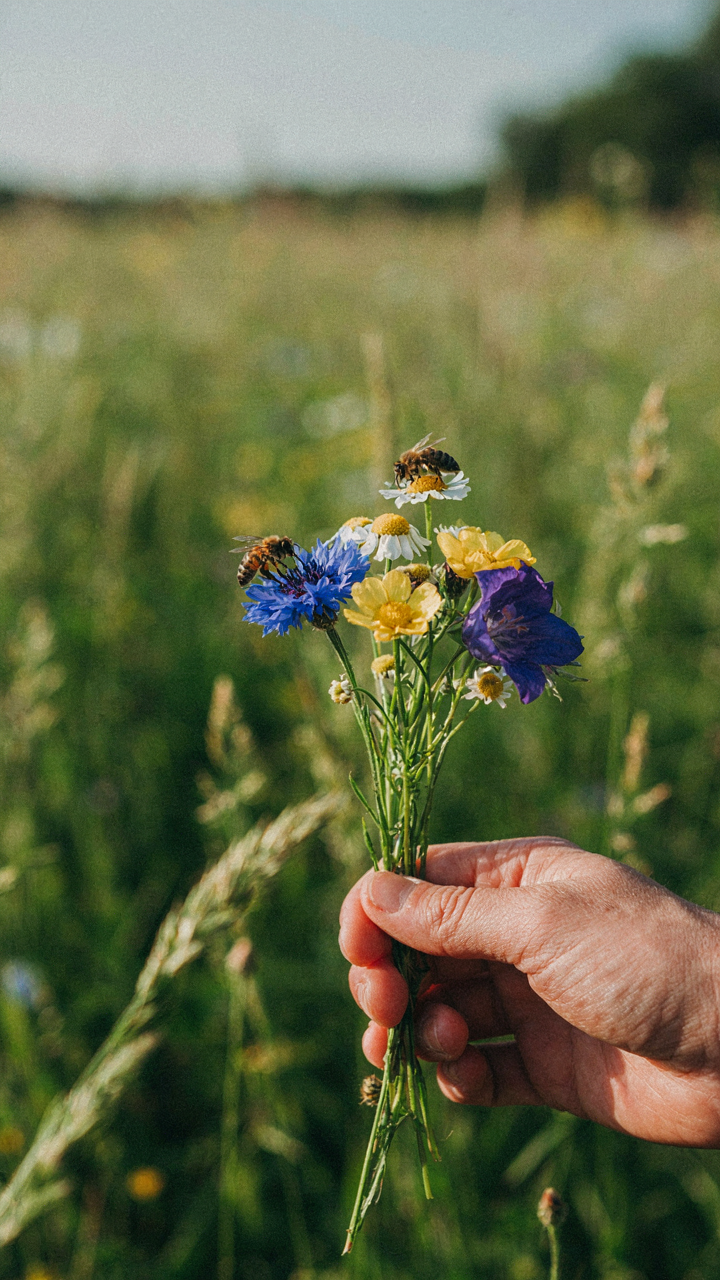 A hand picks a small bunch of diverse wildflowers from a green meadow.