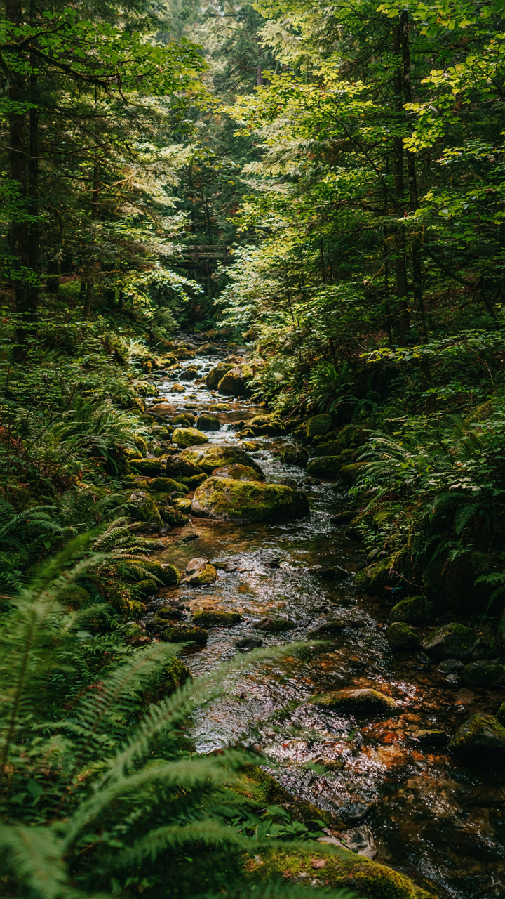 A clear stream flows through a lush forest environment.
