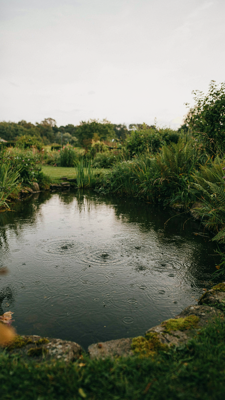 Raindrops are hitting the surface of a calm pond.