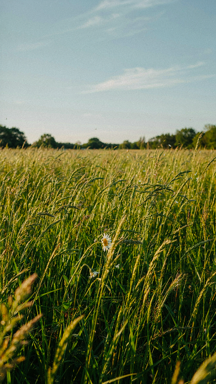 A strong gust of wind blows through a field of tall grass.